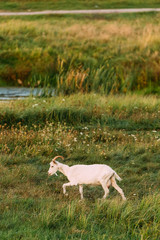Obraz na płótnie Canvas Goat Walking In Green Summer Grass On A Sunny Evening. Goat Eating