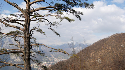 Alberi e panorama su Lecco