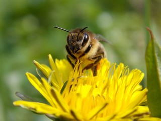 bee on yellow dandelion flower