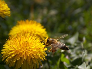 bee on yellow dandelion flower