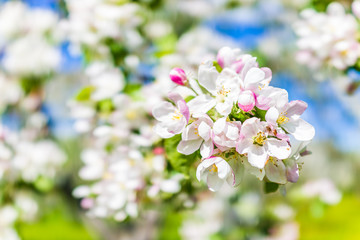Macro closeup of white and pink apple blossoms growing on tree