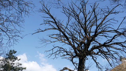Alberi e panorama su Lecco