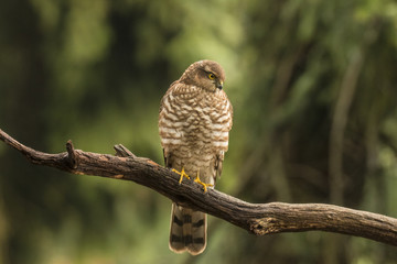 sparrowhawk