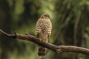 sparrowhawk
