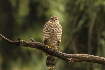 sparrowhawk