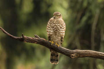 sparrowhawk