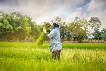 Naklejka na ściany i meble Asian farmer transplant rice seedlings in rice field. Farmer planting of the rice season, be prepared for planting.