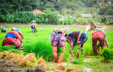 Asian farmer transplant rice seedlings in rice field. Farmer planting of the rice season, be...