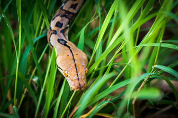 python (Morelia viridis). closeup of the eye