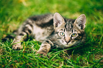 Playful Cute Tabby Gray Cat Kitten Pussycat Sitting In Grass Outdoor