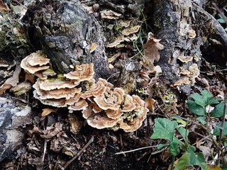 Champignons non comestible