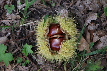 ambiente castagna autunno marrone alimento