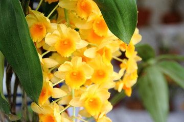 parasitic bromeliads parasitic plants bloomed in spring
