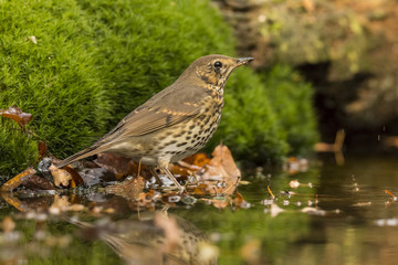 Thrush