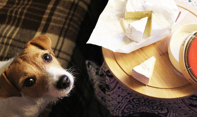 Dog Jack Russell Terrier begging the hostess cheese. - 174854231