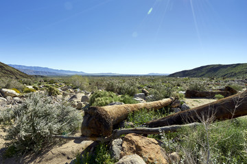 superbloom in the California desert after heavy winter rains