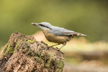 Nuthatch