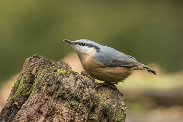 Nuthatch