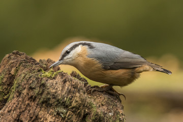 Nuthatch