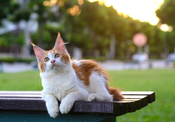 Portrait of red and white cat wondering and sitting on a wooden chair in green garden. Giant kitten...