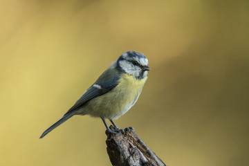 Tom tit