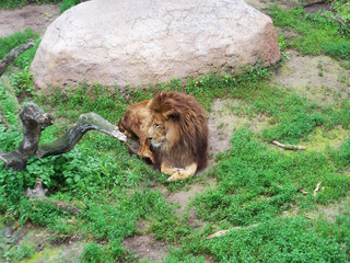 Obraz premium Lion resting on the ground