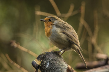 Robin