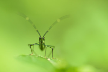 Beautiful macro of cricket on green leaf with depth of field (DOF) effect. Selective and soft focus.