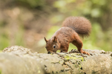 Squirrel