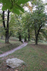 panorami natura autunno bosco castagno verde