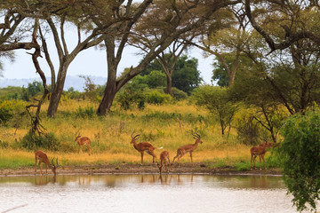 Antelope at the watering place. Small pond in savanna. Tanzania, Africa