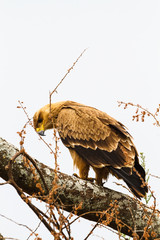 Steppe eagle on the tree. Tarangire, Tanzania