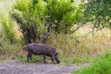 Warthog in the Tarangire. Tanzania