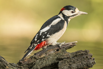 Woodpecker