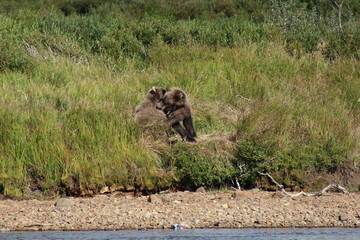 Grizzlybär- Alaska