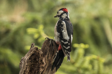 Woodpecker