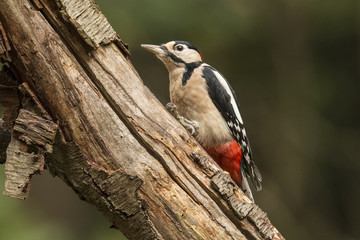 Woodpecker