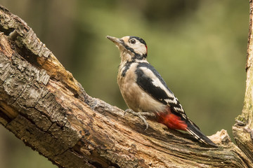 Woodpecker