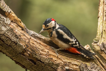 Woodpecker