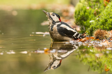 Woodpecker