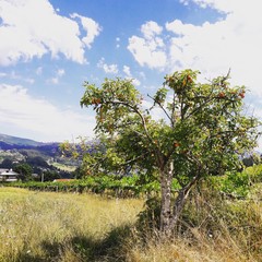 Fototapeta premium Grenade tree and vineyard outside vigo galicia spain