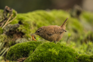 Wren