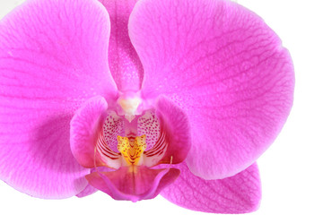 Fototapeta na wymiar Orchidee Nahaufnahme auf Weiß