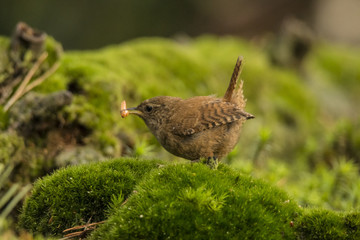 Wren
