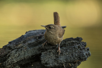 Wren