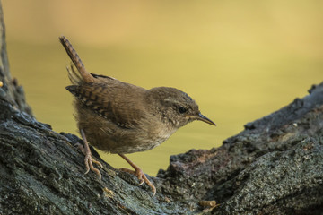 Wren