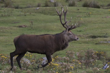 Naklejka na ściany i meble red deer stag during rutting season roaring, running, alone and in group, Cervus elaphus