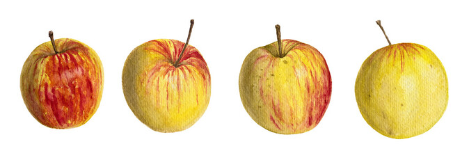 Watercolor illustration of apples