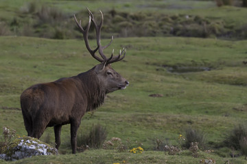 red deer stag during rutting season roaring, running, alone and in group, Cervus elaphus