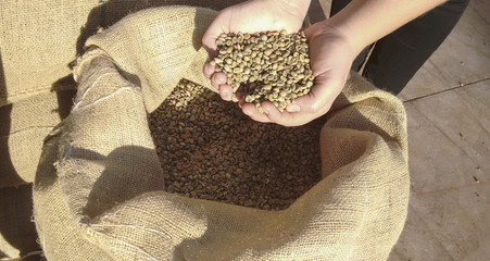 Farmer holding a dry and shelled coffee beans in Brazil